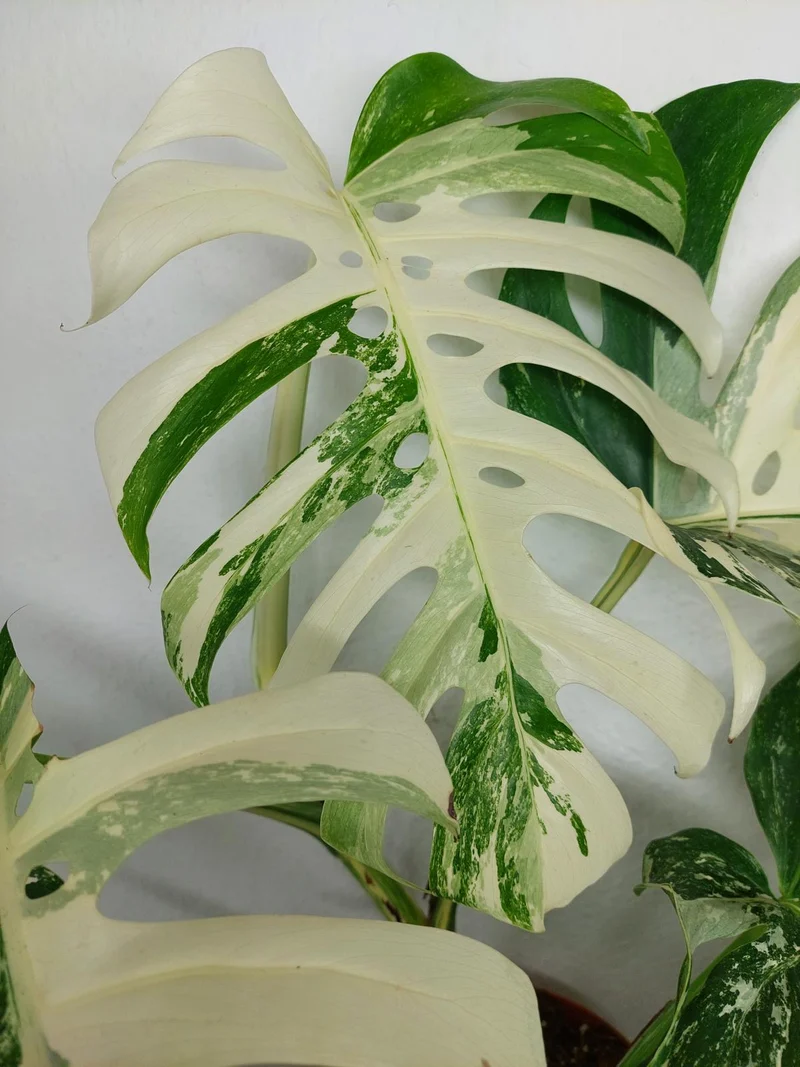 Monstera Variegata (zum aussuchen)