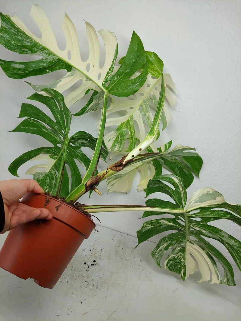 Monstera Variegata (zum aussuchen)