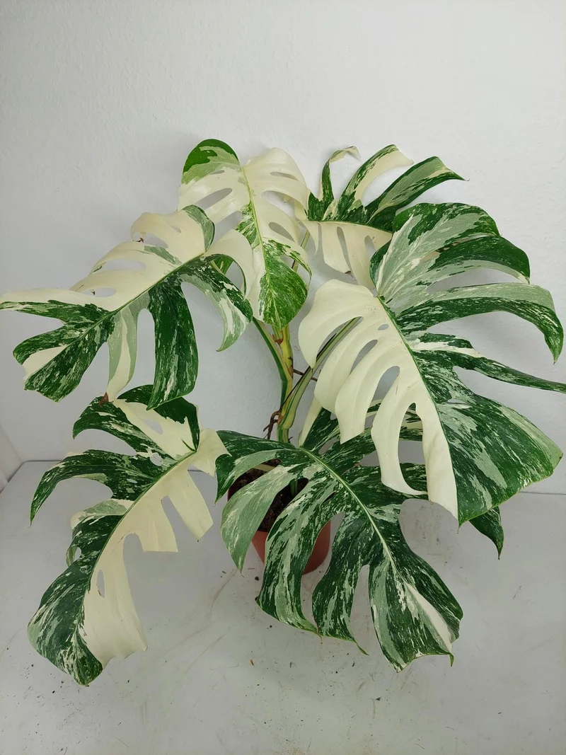 Monstera Variegata (zum aussuchen)