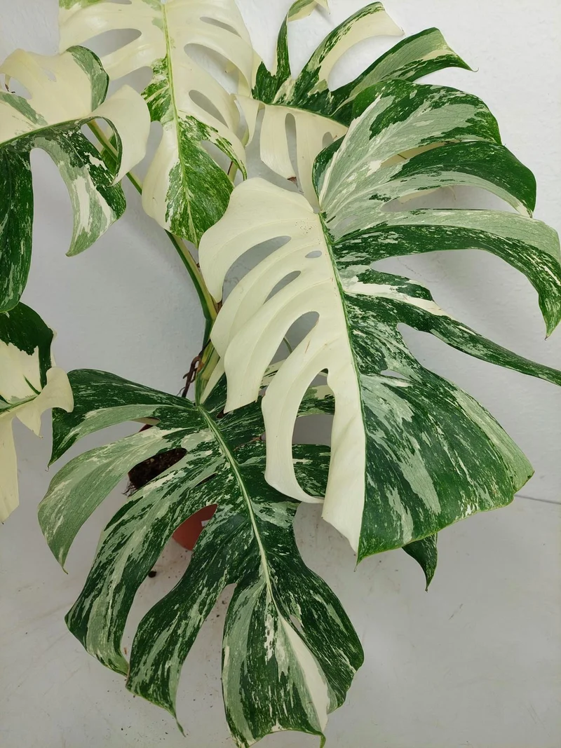 Monstera Variegata (zum aussuchen)