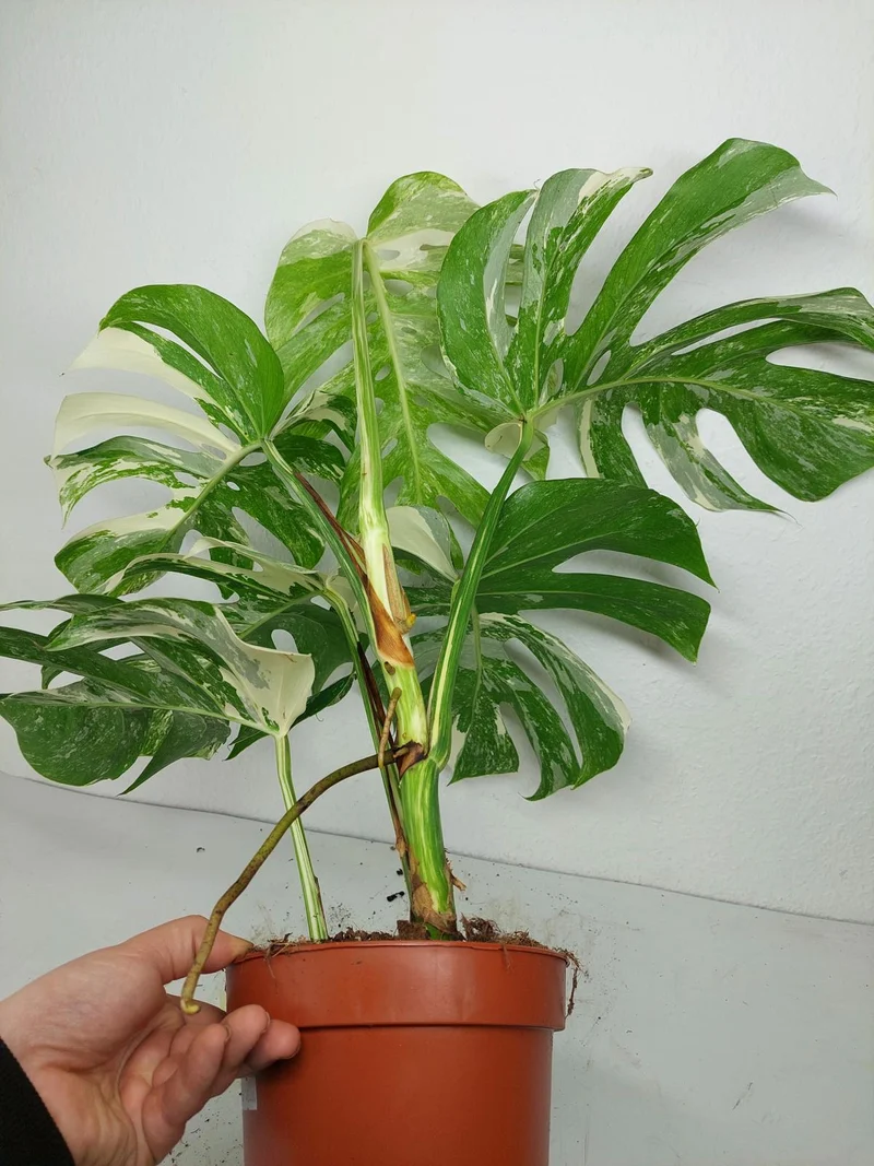 Monstera Variegata (zum aussuchen)