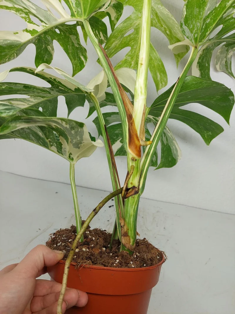 Monstera Variegata (zum aussuchen)