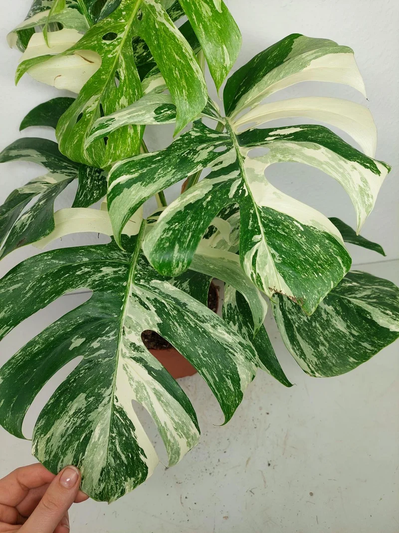 Monstera Variegata (zum aussuchen)