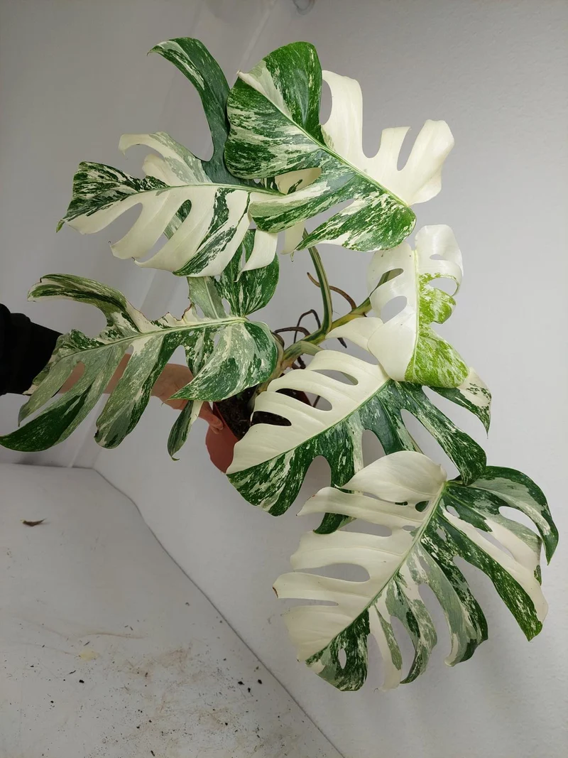 Monstera Variegata (zum aussuchen)