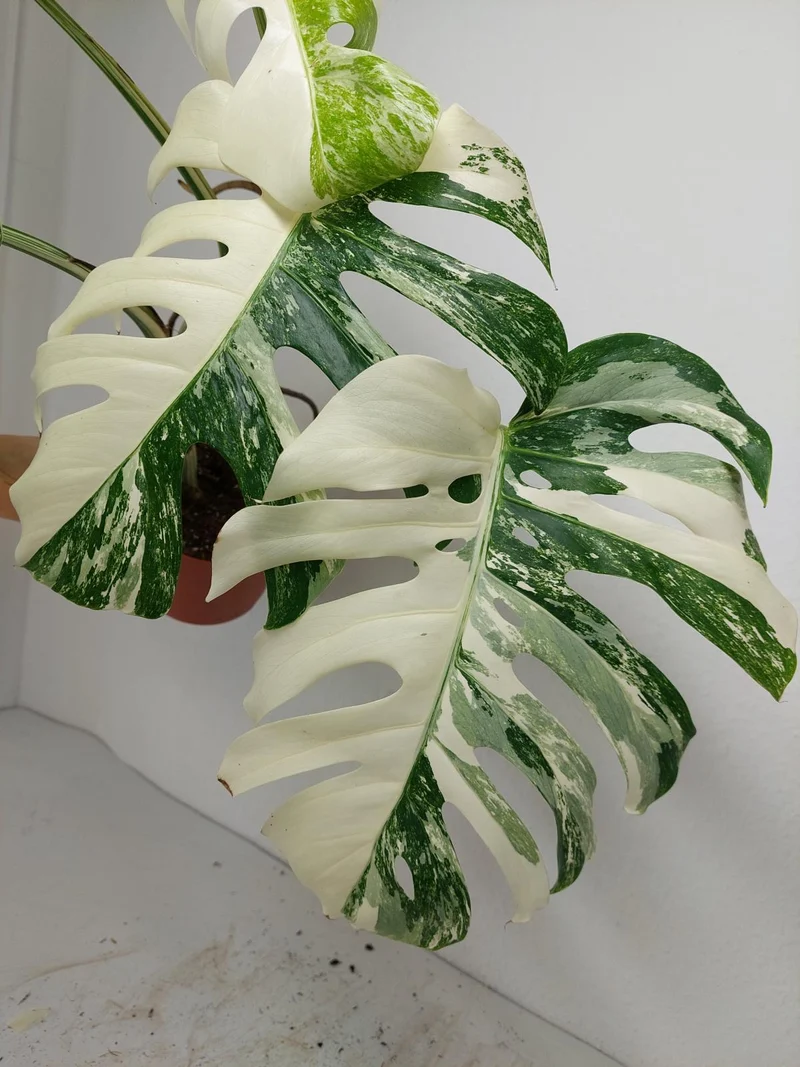 Monstera Variegata (zum aussuchen)