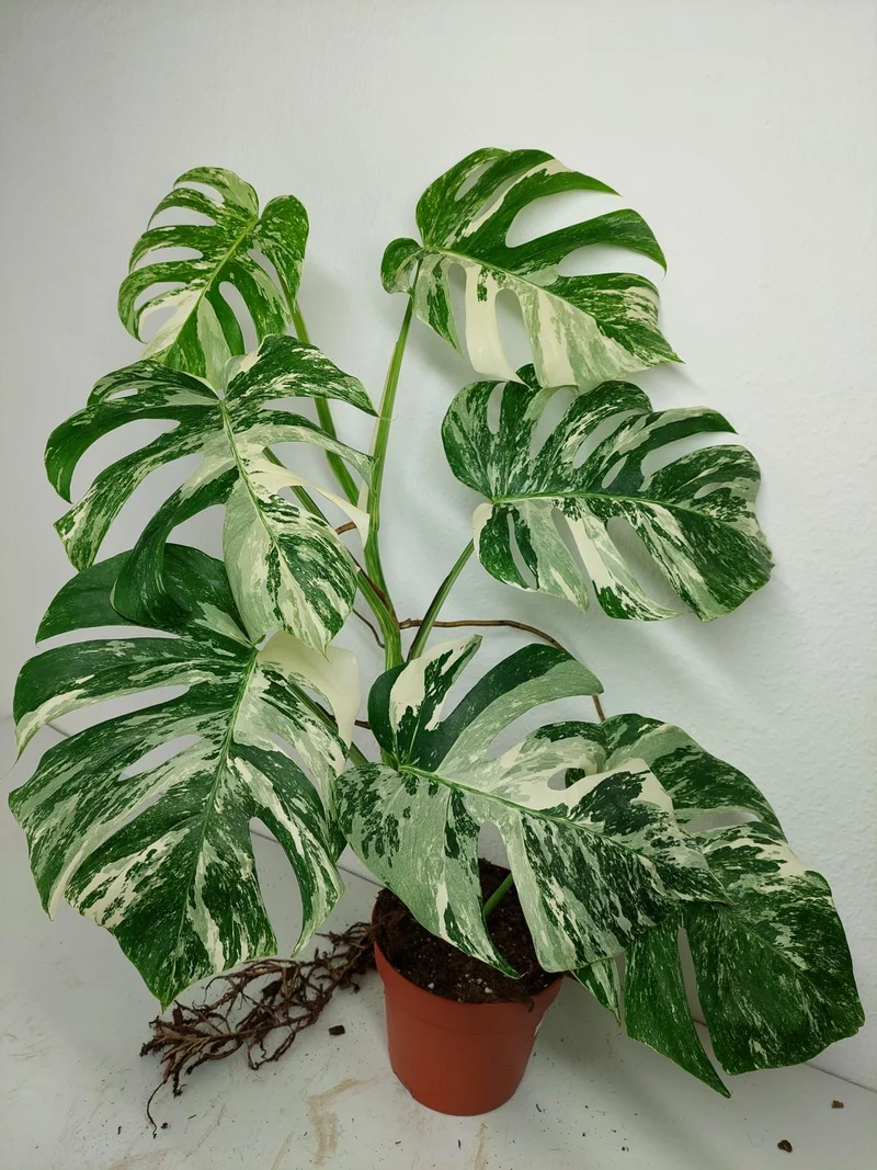Monstera Variegata (zum aussuchen)