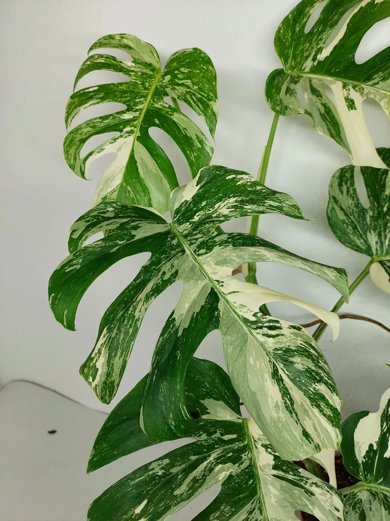 Monstera Variegata (zum aussuchen)
