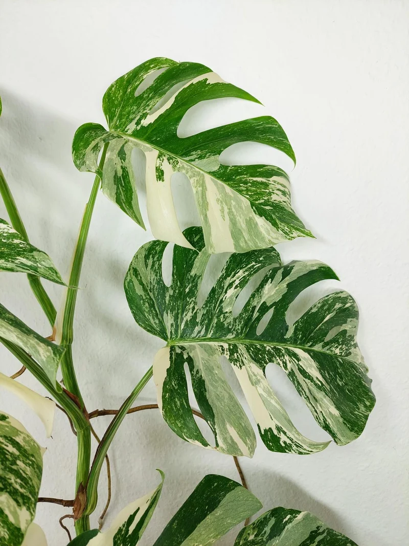 Monstera Variegata (zum aussuchen)