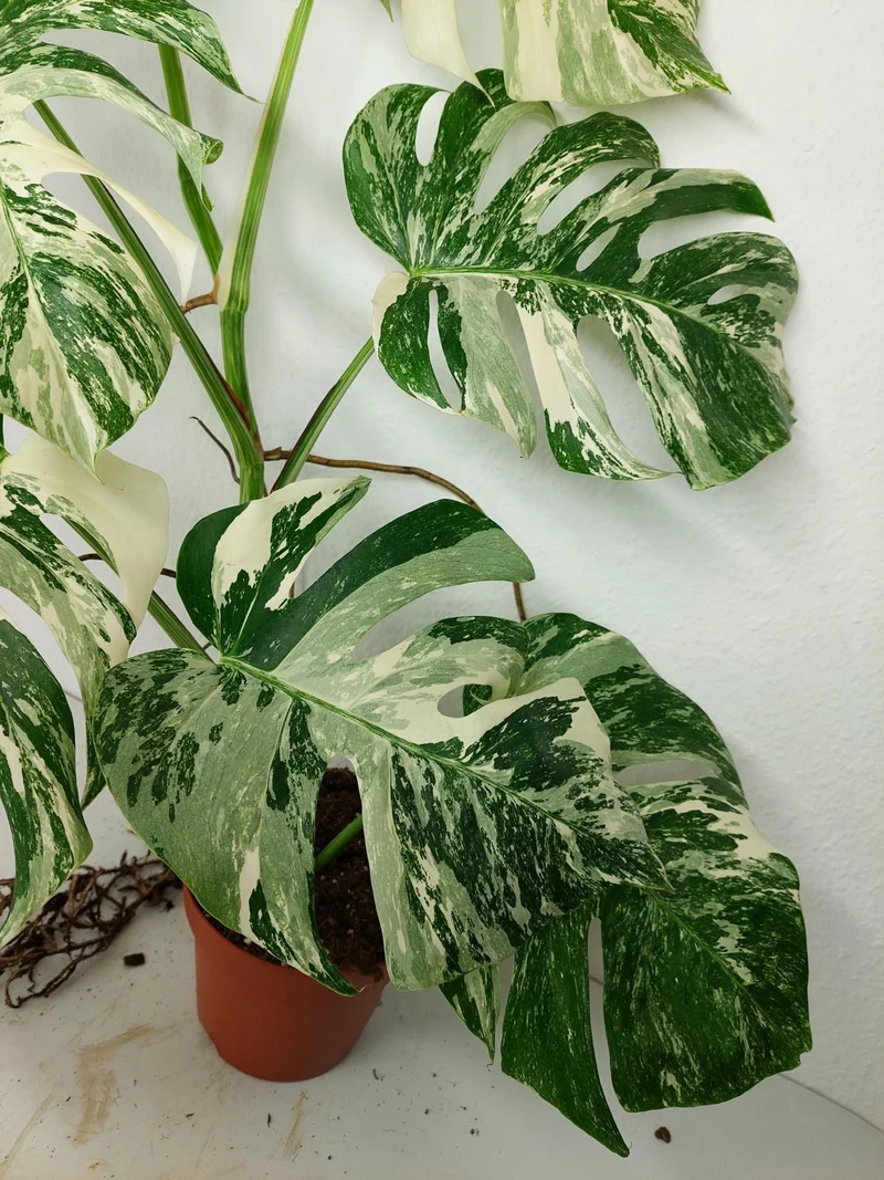 Monstera Variegata (zum aussuchen)