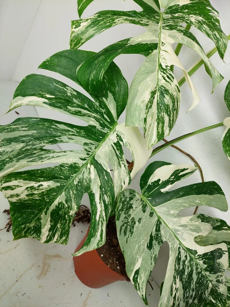 Monstera Variegata (zum aussuchen)