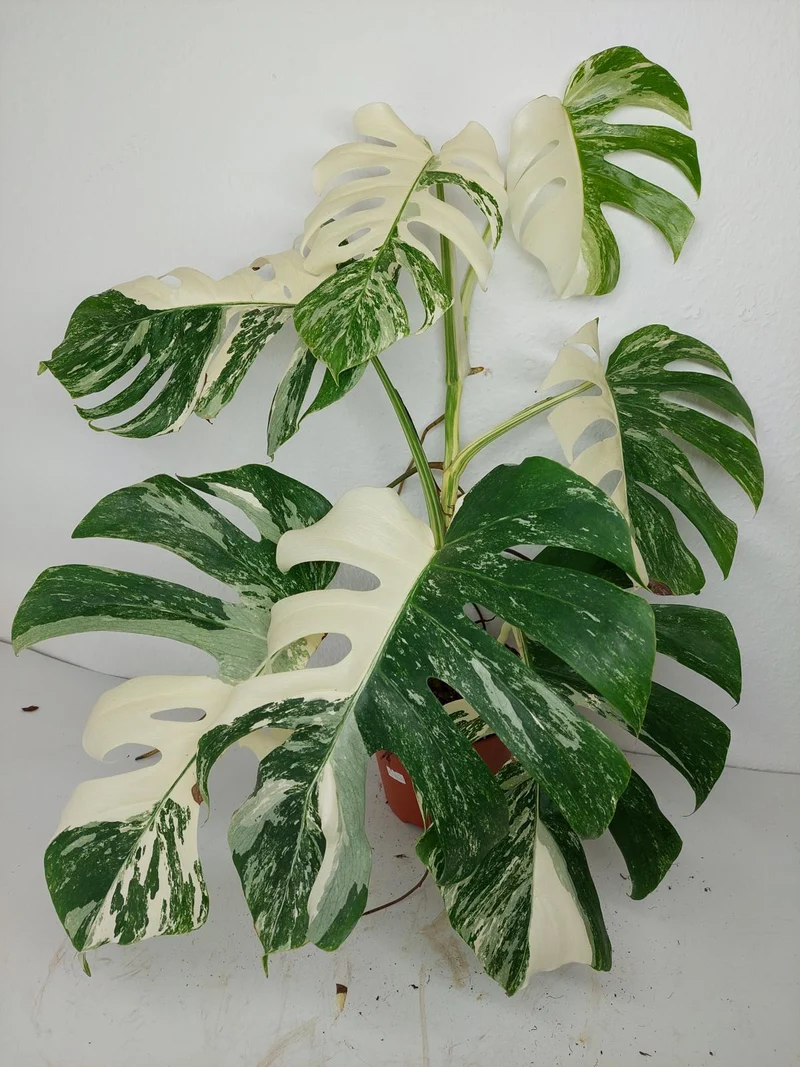 Monstera Variegata (zum aussuchen)