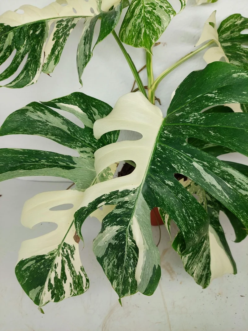 Monstera Variegata (zum aussuchen)