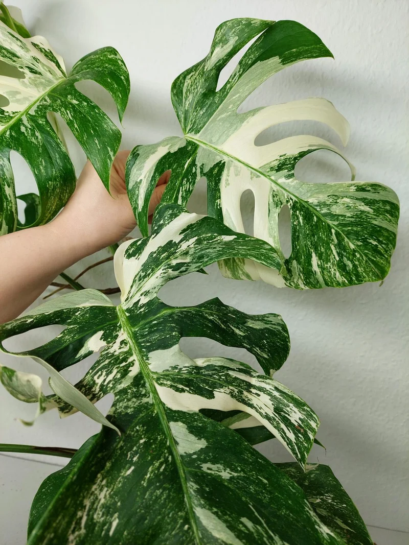 Monstera Variegata (zum aussuchen)