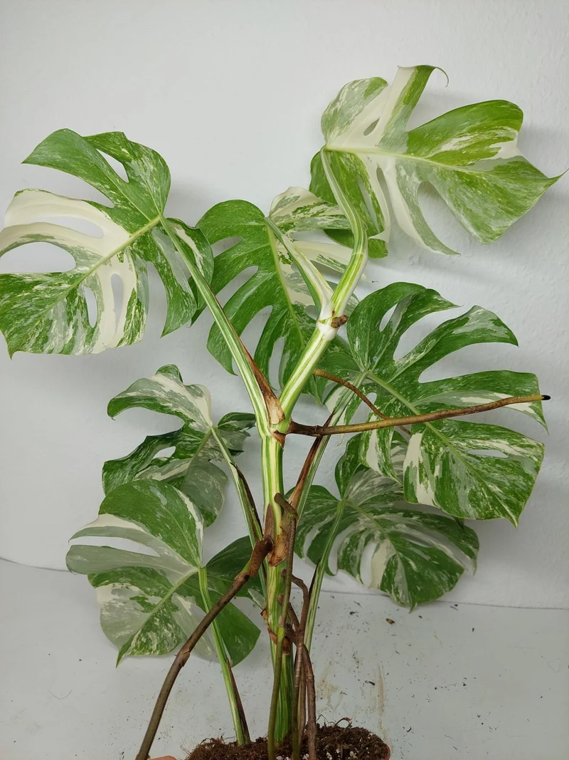 Monstera Variegata (zum aussuchen)