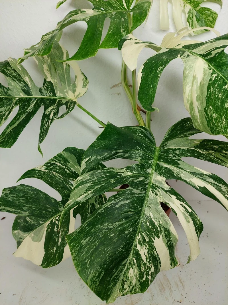 Monstera Variegata (zum aussuchen)