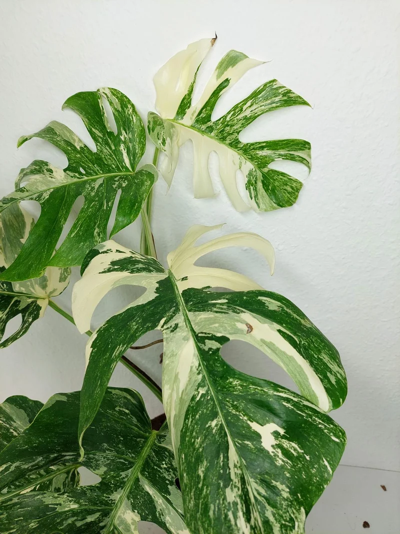 Monstera Variegata (zum aussuchen)