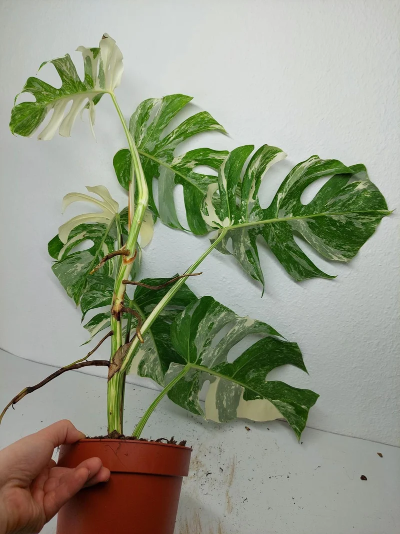 Monstera Variegata (zum aussuchen)
