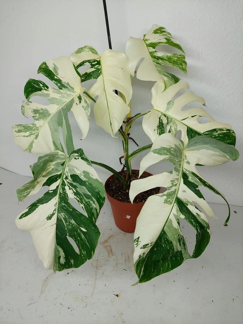 Monstera Variegata (zum aussuchen)