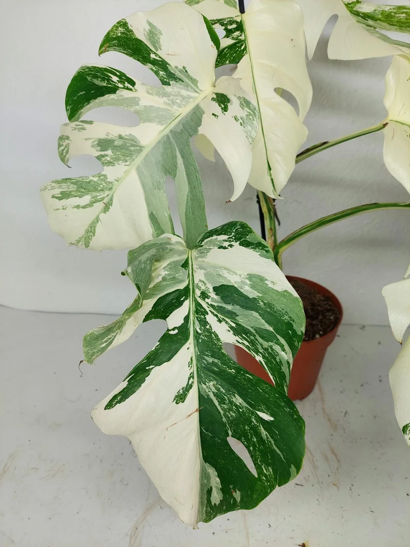 Monstera Variegata (zum aussuchen)