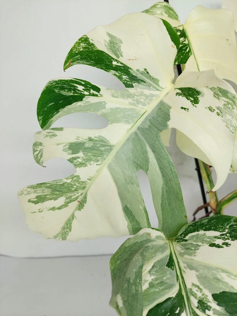 Monstera Variegata (zum aussuchen)