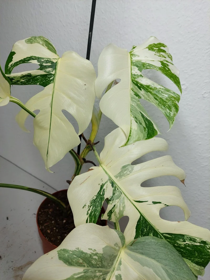 Monstera Variegata (zum aussuchen)