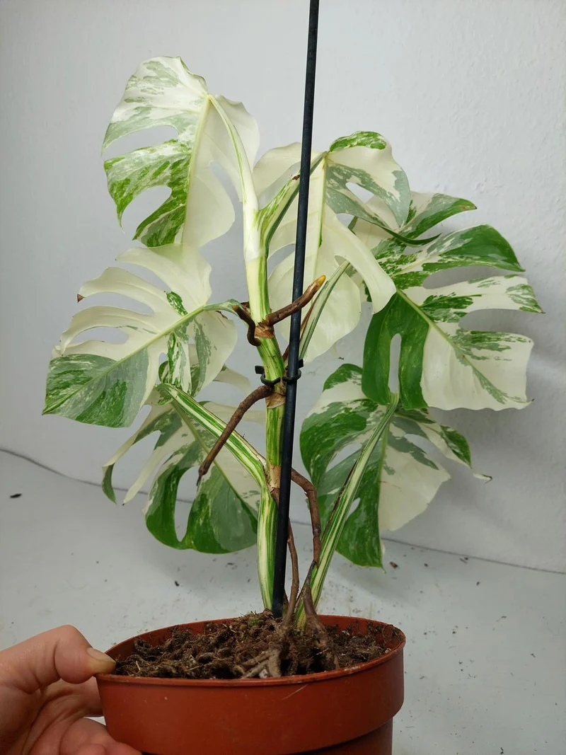 Monstera Variegata (zum aussuchen)