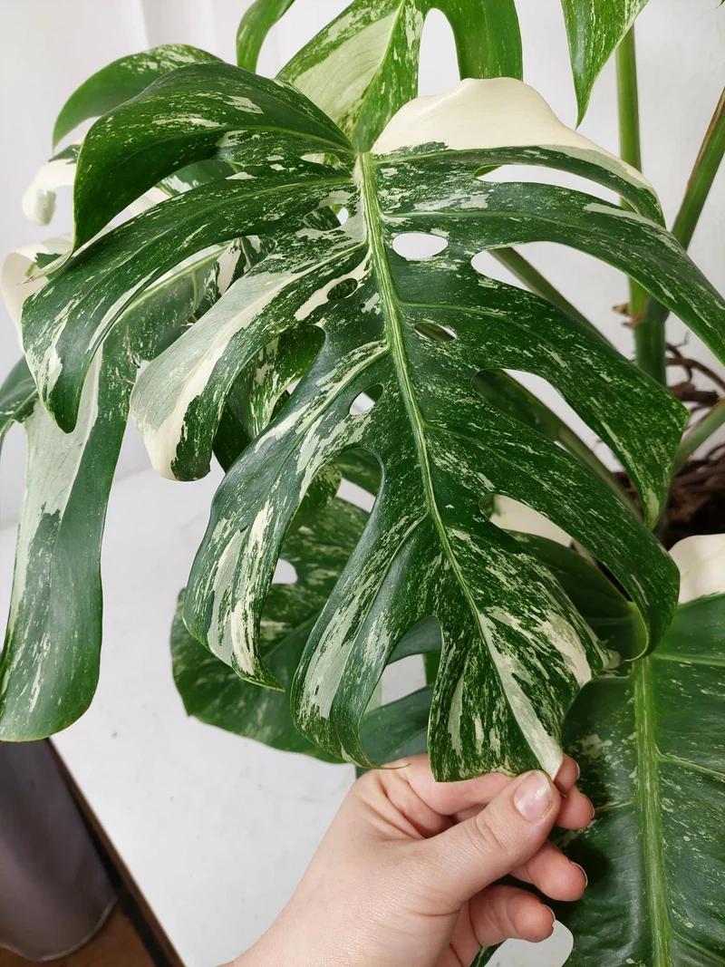 Monstera Variegata (zum aussuchen)