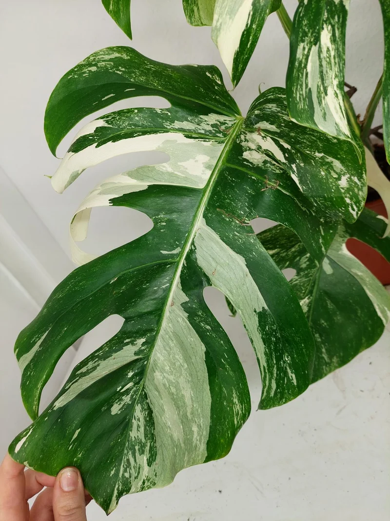 Monstera Variegata (zum aussuchen)