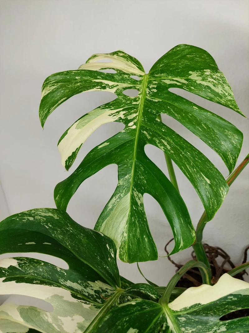 Monstera Variegata (zum aussuchen)
