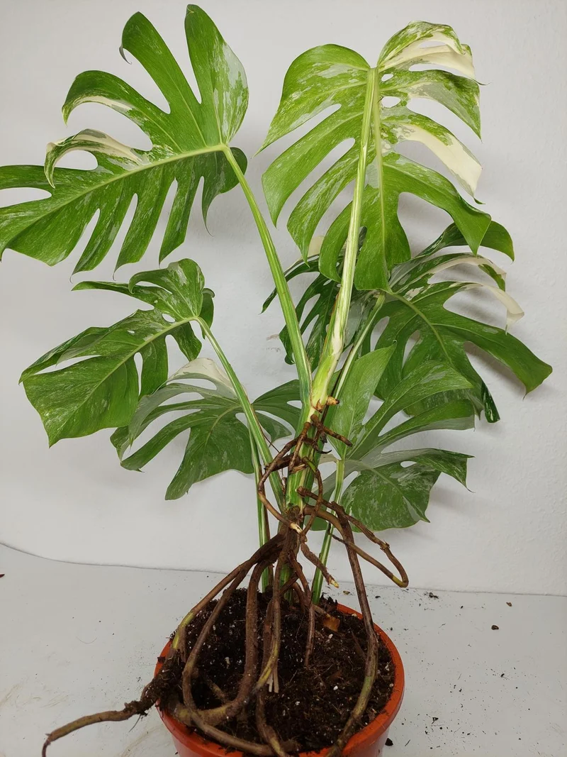 Monstera Variegata (zum aussuchen)