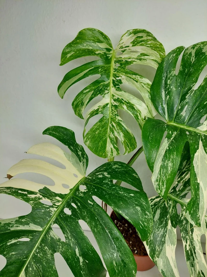 Monstera Variegata (zum aussuchen)