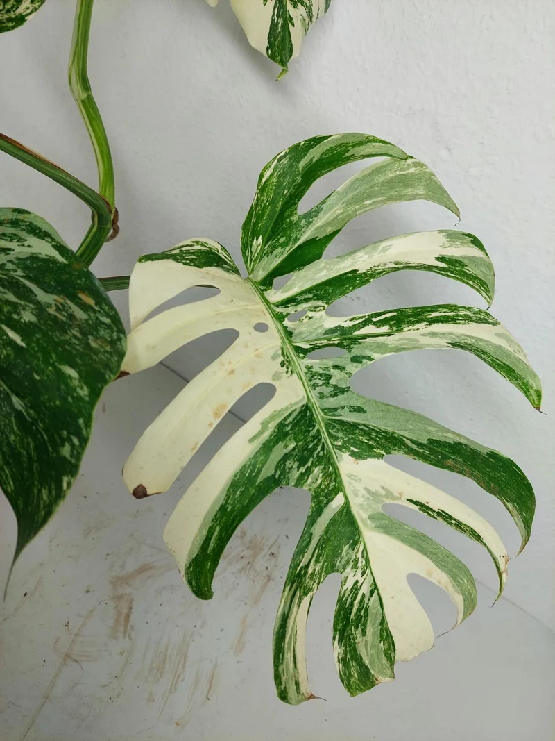 Monstera Variegata (zum aussuchen)