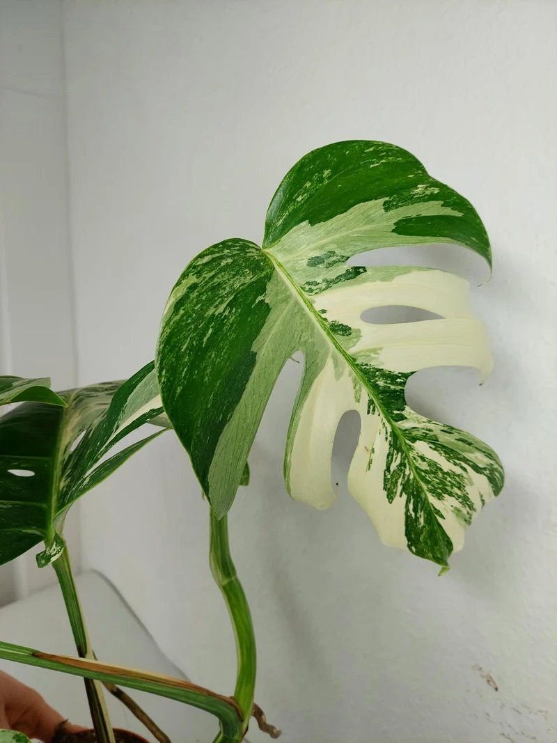Monstera Variegata (zum aussuchen)