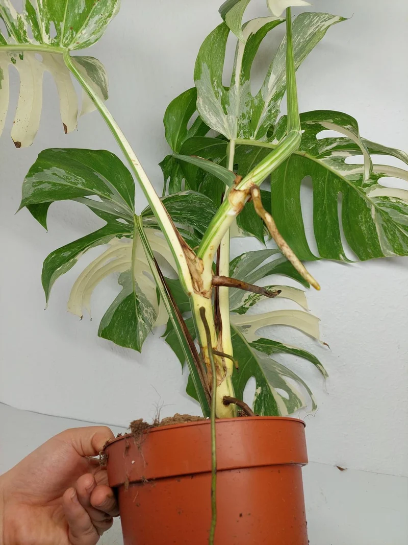 Monstera Variegata (zum aussuchen)