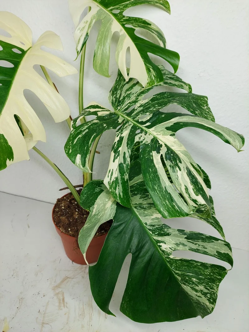 Monstera Variegata (zum aussuchen)