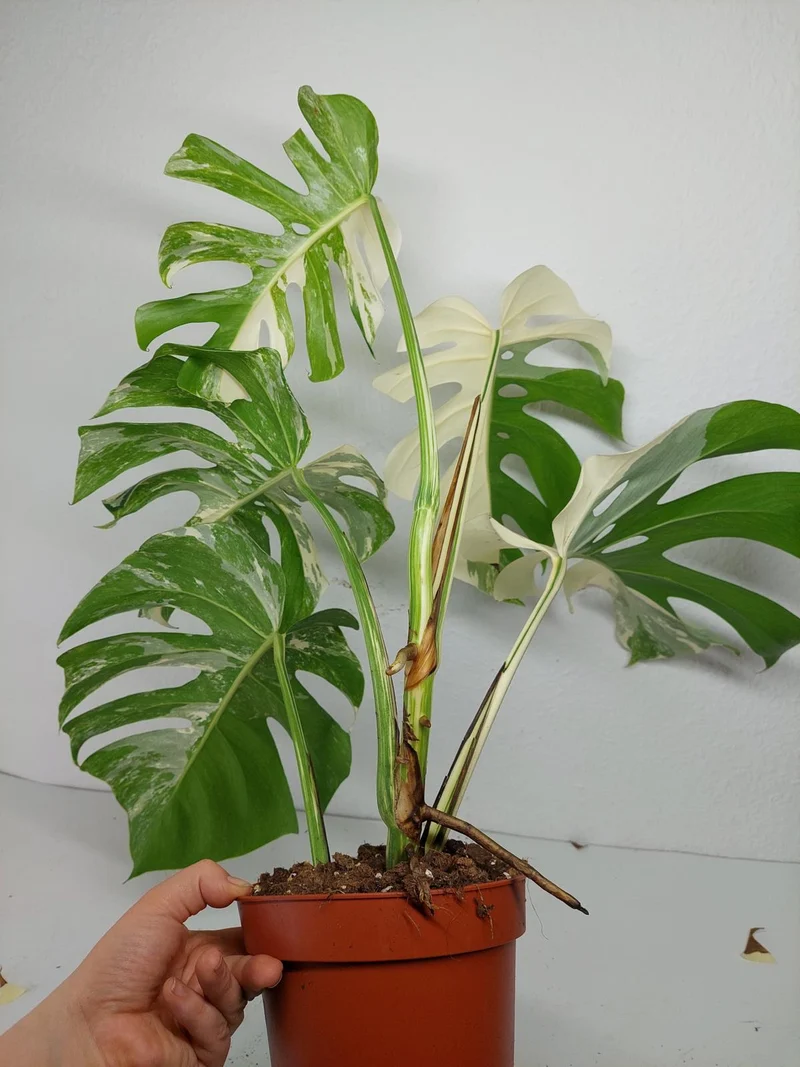 Monstera Variegata (zum aussuchen)