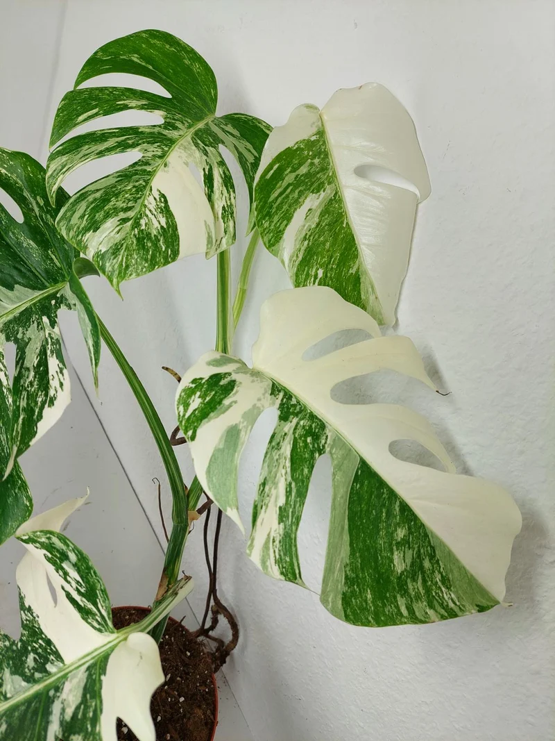 Monstera Variegata (zum aussuchen)