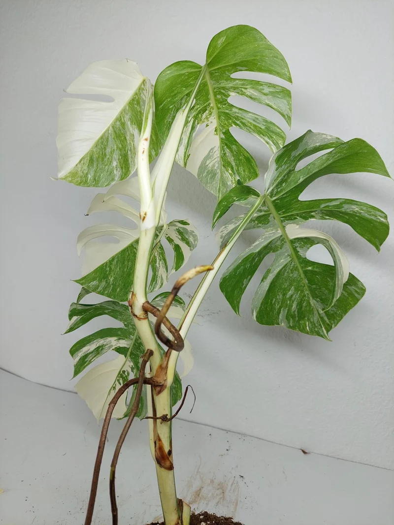 Monstera Variegata (zum aussuchen)
