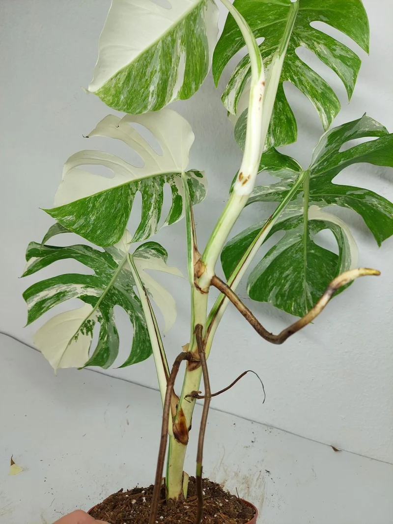 Monstera Variegata (zum aussuchen)