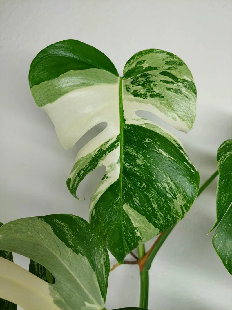 Monstera Variegata (zum aussuchen)
