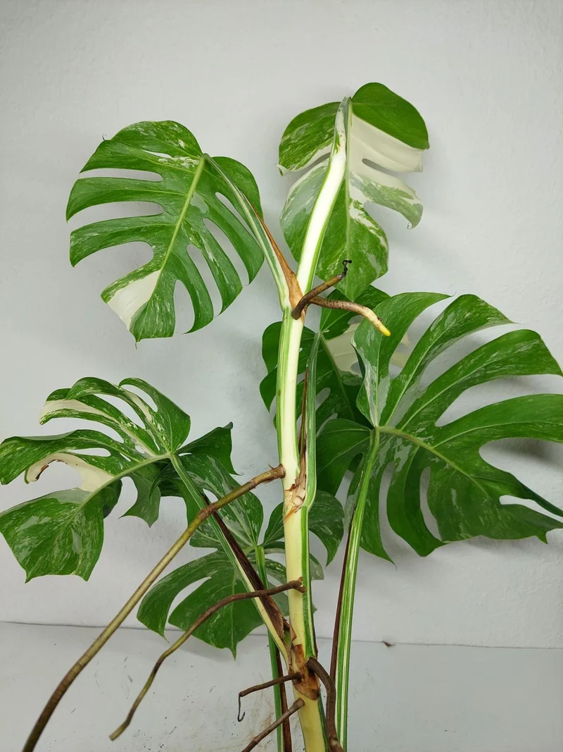 Monstera Variegata (zum aussuchen)