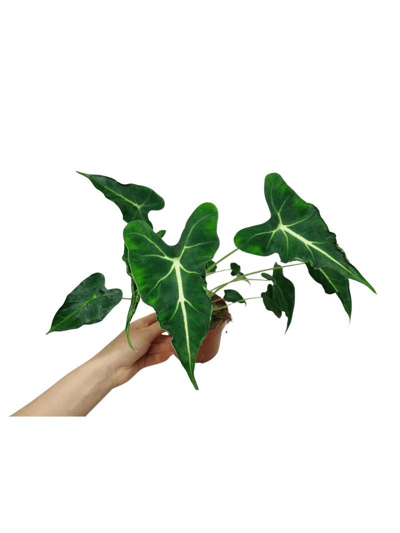 Alocasia Frydek Tattoo