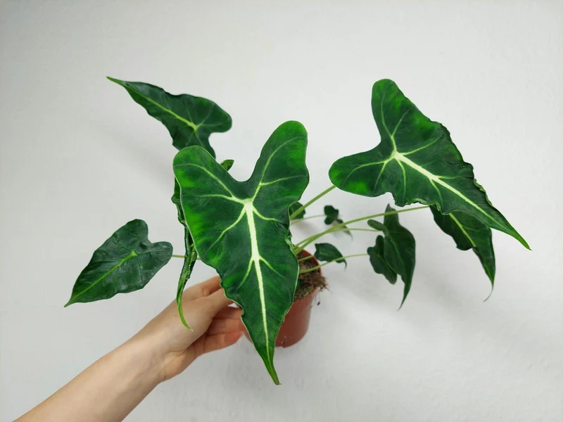 Alocasia Frydek Tattoo