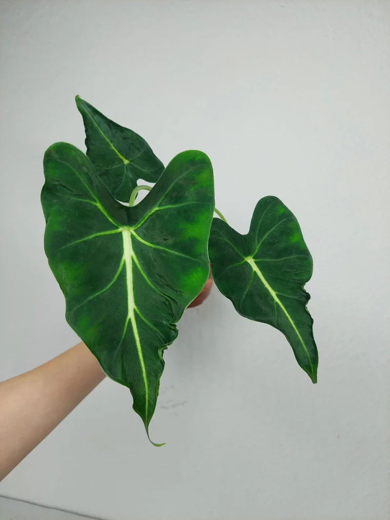 Alocasia Frydek Tattoo
