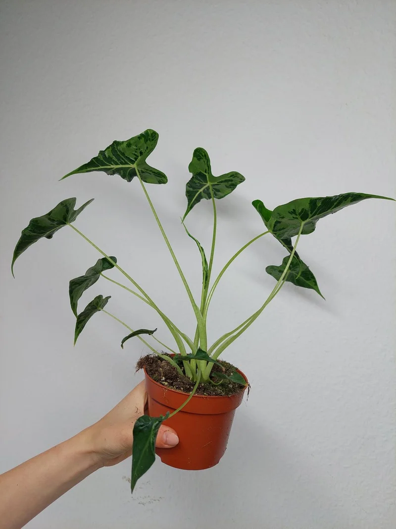 Alocasia Frydek Tattoo