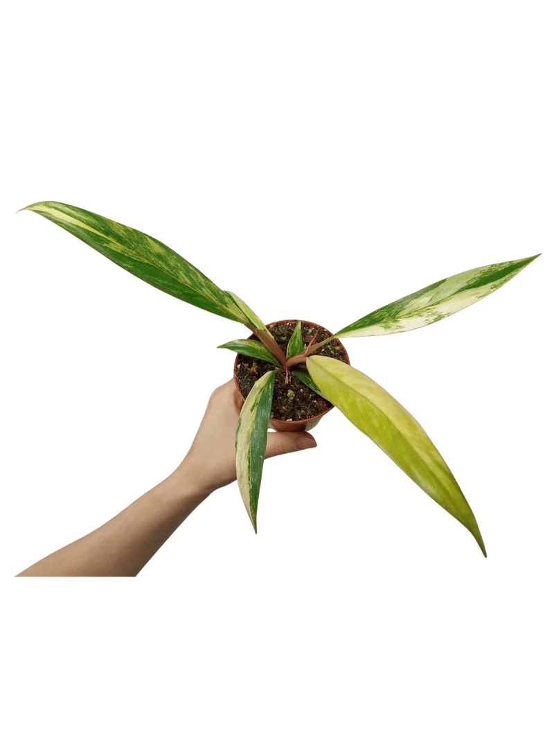 Philodendron Caramel Marble Variegata