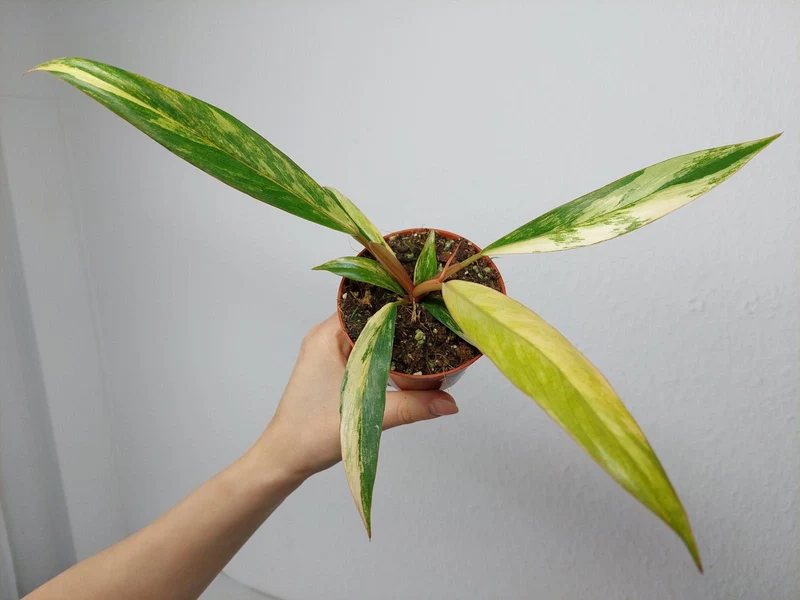 Philodendron Caramel Marble Variegata