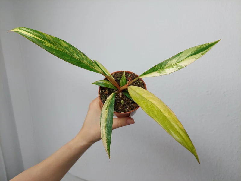 Philodendron Caramel Marble Variegata