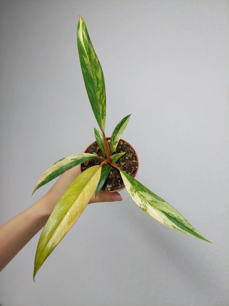 Philodendron Caramel Marble Variegata