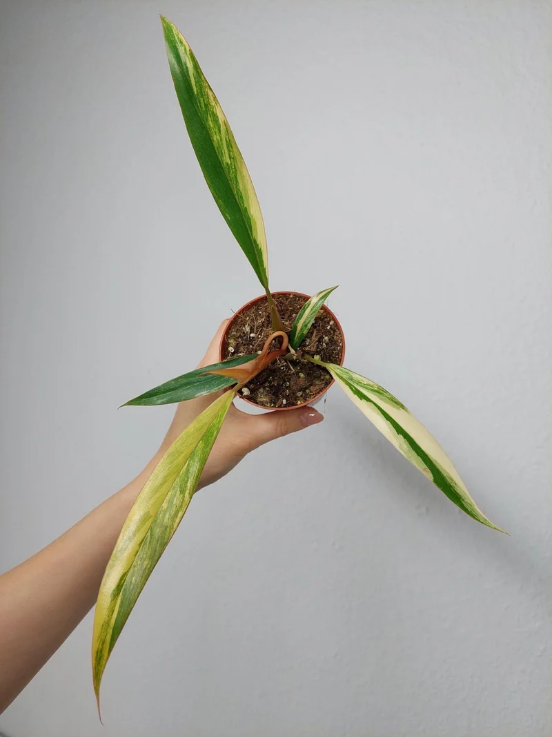 Philodendron Caramel Marble Variegata